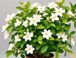 2025年双色茉莉花好养吗