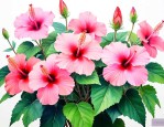 芙蓉花根的作用是什么