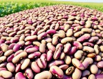 2025年花芸豆的种植方法