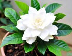栀子花要用什么土养殖