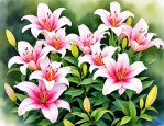 2025年百合花泡茶的好处