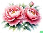 三年级作文牡丹花