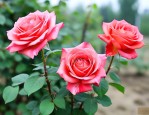 月季花种子能种出来吗