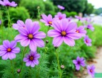 路边开紫色的花是什么花