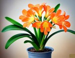 君子兰开花了怎么浇水