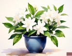 茉莉花适合放在哪里养