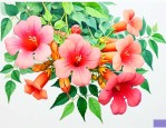 凌霄花有毒吗有什么害处