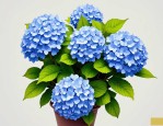 2025年绣球花蓝色的花语