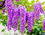 2025年紫藤花多少钱一斤