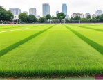 2025年长沙兰引三号草皮