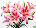 百合花适合什么温度养