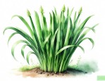 跟韭菜长得很像的植物