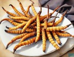 虫草的冬虫夏草的作用