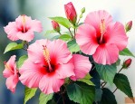芙蓉花怎么养家庭养法