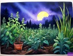 什么植物夜晚释放氧气