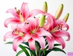 百合花一般是什么颜色