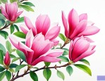 红玉兰果实有什么作用
