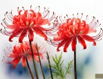 彼岸花花语及代表意义