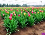 河北草花苗木批发价格