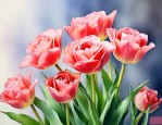 郁金香玫瑰花语是什么