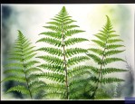 蕨类植物有什么的分化