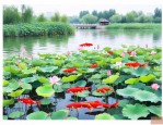 江苏淮安适合养殖什么