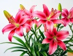 百合花能食用吗怎么吃