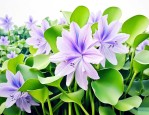 水葫芦开花长什么样子
