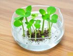 水培植物水里有小虫子