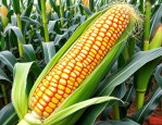 2025年水果玉米种植方法