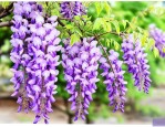 紫藤花养殖方法注意事项