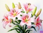 百合花主题思想及其意义
