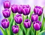 紫色郁金香花语和寓意