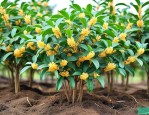 桂花树苗15公分价格