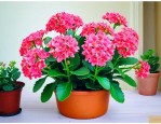 长寿花可以在屋里养吗