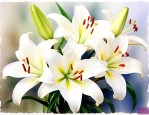 白花百合花提取物作用