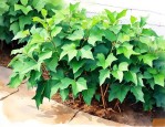 常青藤植物的养殖方法
