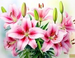 百合花几月份种植最好