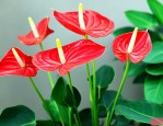 火鹤花的养殖方法水培