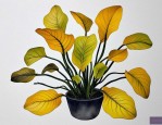 2025年水植物变黄怎么办