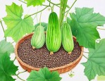 丝瓜是怎么传播种子的