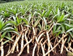 2025年四川白芨种苗价格