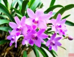 石斛花怎么吃效果最好