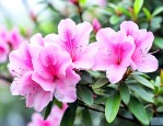 杜鹃花是哪个季节开的