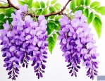 紫藤花怎么吃比较好吃
