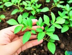 爬山虎苗子多少钱一颗
