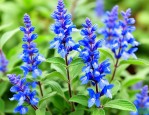 蓝花鼠尾草多少钱一株