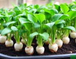 七叶莲水培植物怎么养