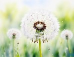 原神里蒲公英籽在哪儿