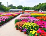 2025年香大鲜花批发总汇